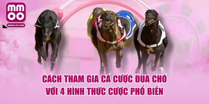 Cách Tham Gia Cá Cược Đua Chó Với 4 Hình Thức Cược Phổ Biến