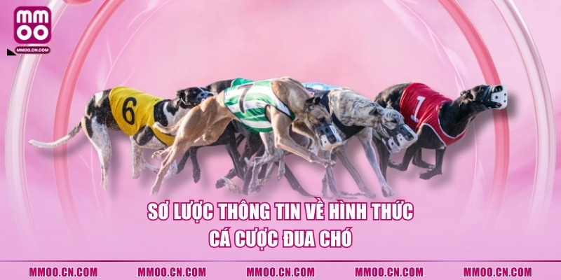 Sơ lược thông tin về hình thức cá cược đua chó