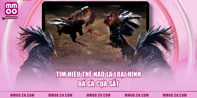 Tìm hiểu thế nào là loại hình đá gà cựa sắt